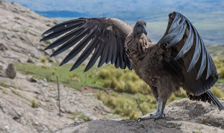 Córdoba protege ocho especies como Monumento Natural